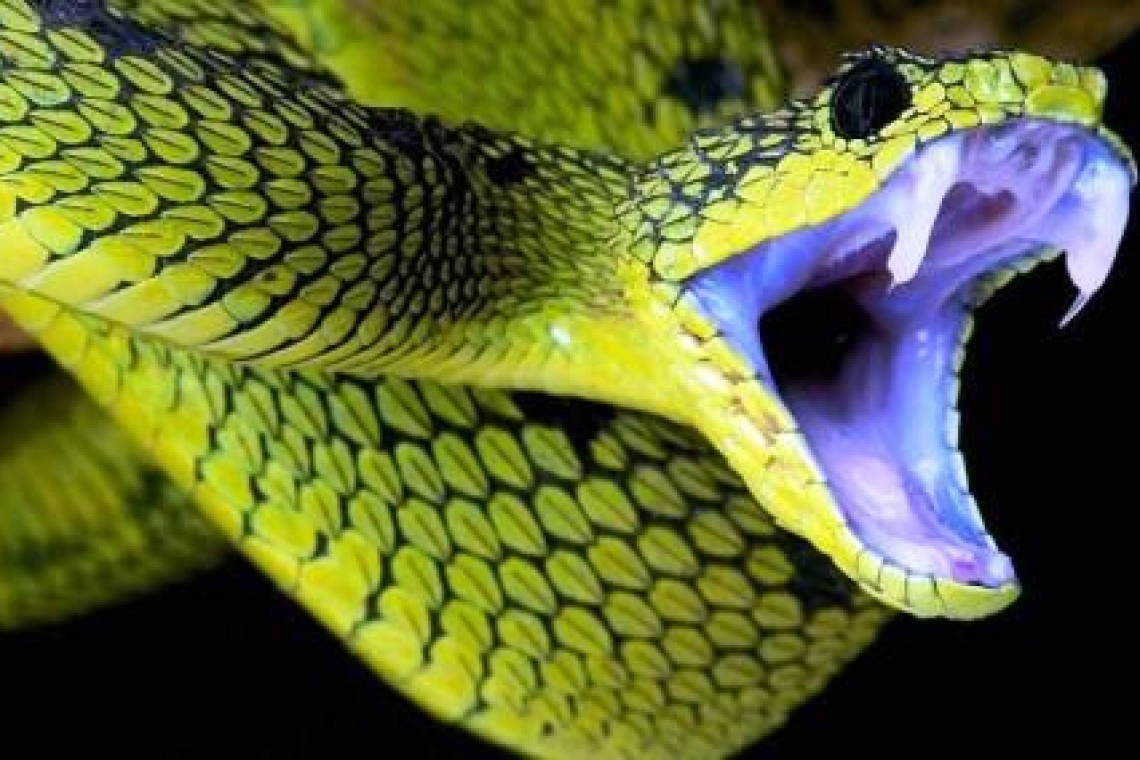 Как избежать укуса змей